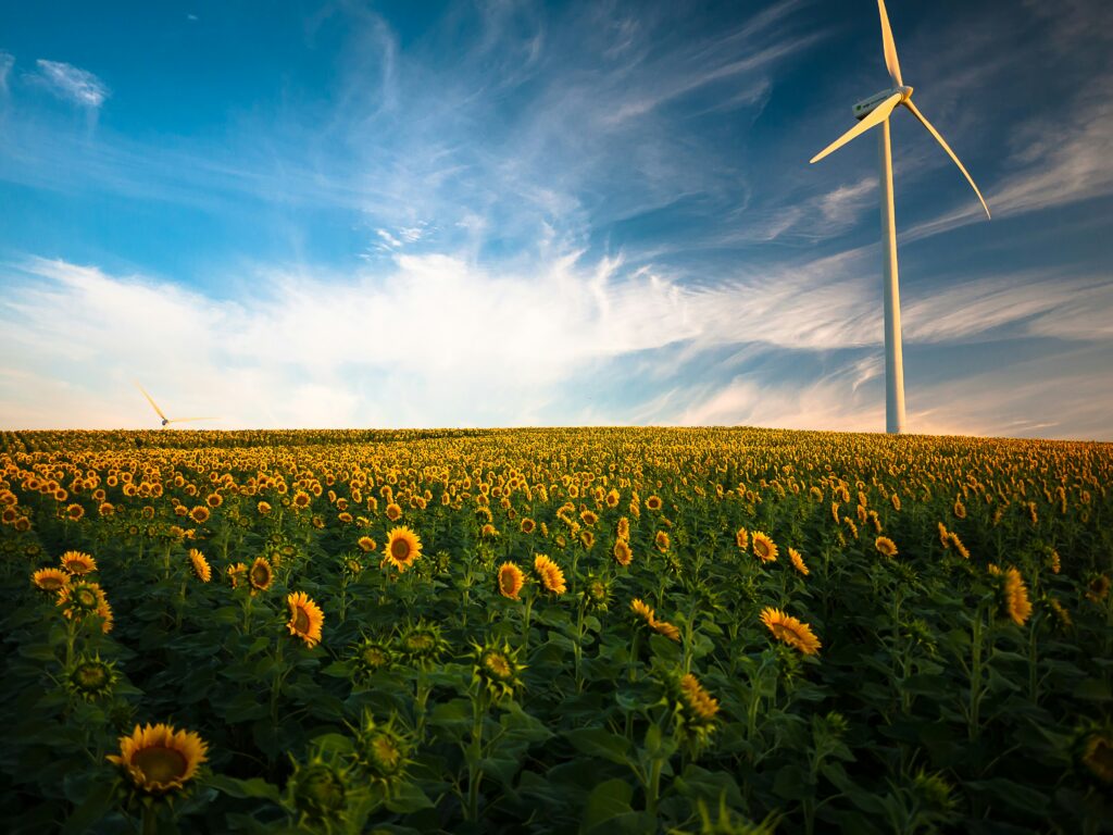 chaps de tournesol avec éolienne